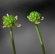 Attēlu rezultāti vaicājumam “Ranunculus flammula fruit”
