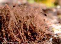 Attēlu rezultāti vaicājumam “Symphytocarpus flaccidus”