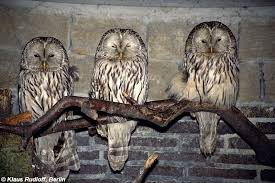 Attēlu rezultāti vaicājumam “Strix uralensis”