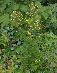 Attēlu rezultāti vaicājumam “Mycelis muralis leaf”