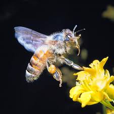 Attēlu rezultāti vaicājumam “Apis mellifera”