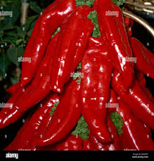 Afbeeldingsresultaat voor long red marconi sweet pepper