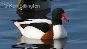 Attēlu rezultāti vaicājumam “Tadorna tadorna”