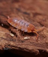 Attēlu rezultāti vaicājumam “Porcellio scaber”