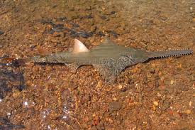 Image result for Pristis pristis