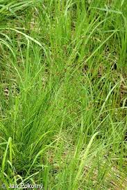 Attēlu rezultāti vaicājumam “Carex davalliana”