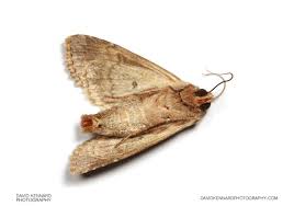 Attēlu rezultāti vaicājumam “Apamea monoglypha”