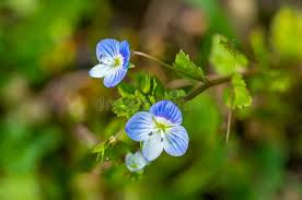 Attēlu rezultāti vaicājumam “Veronica filiformis flower”