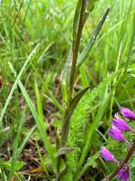 Attēlu rezultāti vaicājumam “Polygala comosa flower”