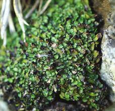 Attēlu rezultāti vaicājumam “Leiocolea rutheana”