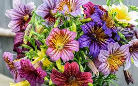 Attēlu rezultāti vaicājumam “Viola x williamsii flower”