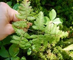 Attēlu rezultāti vaicājumam “Gymnocarpium robertianum”