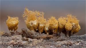 Attēlu rezultāti vaicājumam “Hemitrichia sp.”