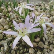 Attēlu rezultāti vaicājumam “Colchicum szovitsii subsp. szovitsii”