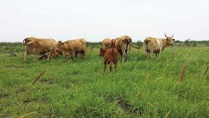 Image result for ganado bovino