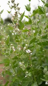 Image result for Althaea officinalis