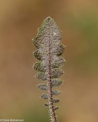 Attēlu rezultāti vaicājumam “Cardaminopsis arenosa leaf”
