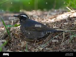 Image result for Zoothera sibirica