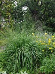 Attēlu rezultāti vaicājumam “Molinia caerulea flower”