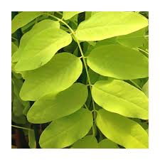 Attēlu rezultāti vaicājumam “Robinia pseudoacacia”