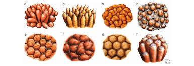 Attēlu rezultāti vaicājumam “Tubifera ferruginosa (subsp. ferruginosa)”