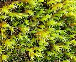 Attēlu rezultāti vaicājumam “Ceratodon purpureus”