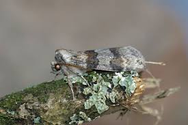 Attēlu rezultāti vaicājumam “Drepanidae”