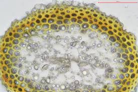 Attēlu rezultāti vaicājumam “Calliergonella lindbergii”