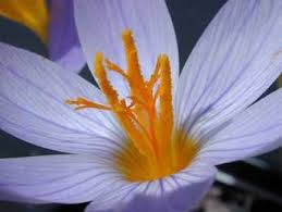 Attēlu rezultāti vaicājumam “Crocus speciosus”
