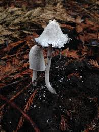 Image result for coprinus