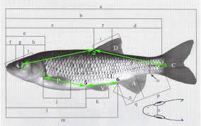 Image result for Cyprinus multitaeniatus