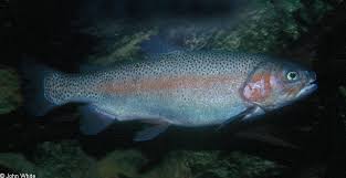 Image result for Oncorhynchus mykiss