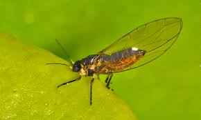 Attēlu rezultāti vaicājumam “Trioza dispar”