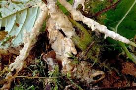 Attēlu rezultāti vaicājumam “Sebacina incrustans”