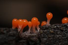 Attēlu rezultāti vaicājumam “Trichia crateriformis macro”