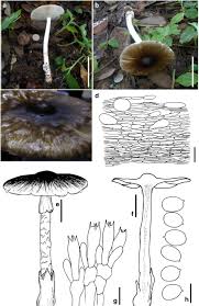Attēlu rezultāti vaicājumam “Athelia pyriformis”