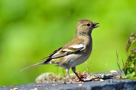 Attēlu rezultāti vaicājumam “Fringilla coelebs female”