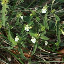 Image result for Galeopsis segetum