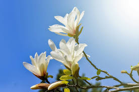 Attēlu rezultāti vaicājumam “Magnolia kobus flower”