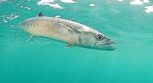 Image result for Scomberomorus cavalla