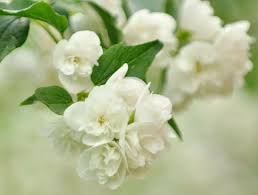 Attēlu rezultāti vaicājumam “Philadelphus lemoinei flower”