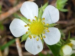 Attēlu rezultāti vaicājumam “Fragaria vesca flower”