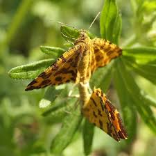 Attēlu rezultāti vaicājumam “Pseudopanthera macularia”