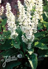 Image result for Salvia sclarea