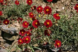 Attēlu rezultāti vaicājumam “Helianthemum x hybridum”
