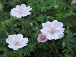 Attēlu rezultāti vaicājumam “Geranium sanguineum leaf”