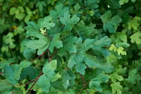 Attēlu rezultāti vaicājumam “Acer campestre leaf”