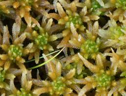 Attēlu rezultāti vaicājumam “Sphagnum contortum”