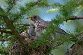 Attēlu rezultāti vaicājumam “Turdus pilaris adult”