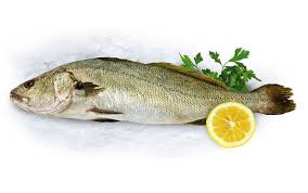 Image result for Argyrosomus regius